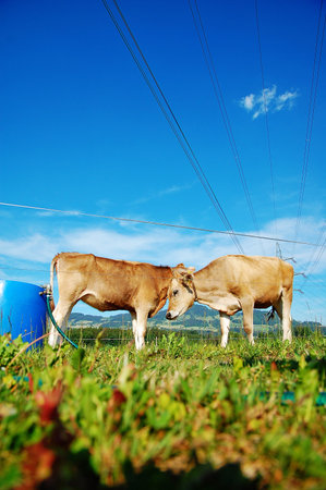 TWO  CALVES