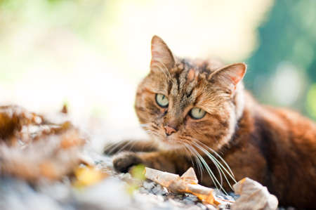 Cat in Natureの写真素材
