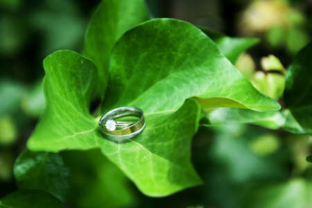 Wedding rings on a green leafの写真素材