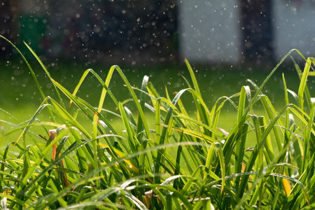 Grass and summer rain.
