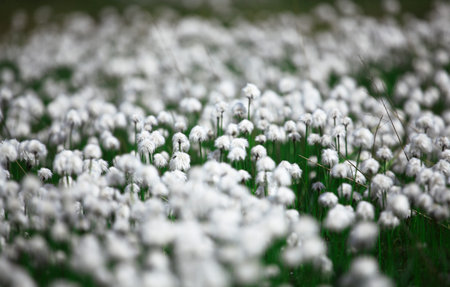 Iceland meadowの写真素材