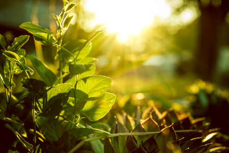 Green grass at dawnの写真素材