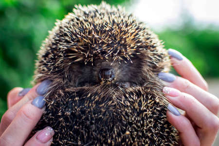 Hedgehog in the handsの写真素材