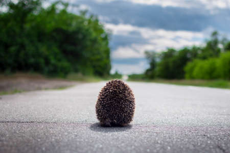 hedgehog running down the roadの写真素材
