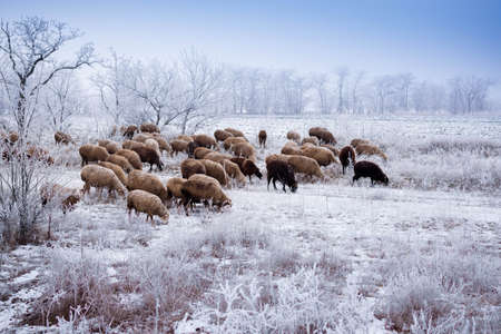 sheeps grazing on the snowの写真素材