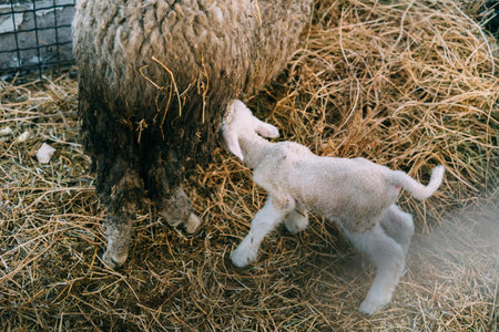 sheep just given birth licking newborn baby lambs in spring
