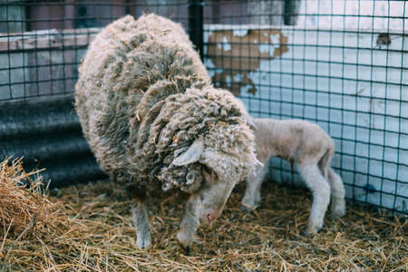 sheep just given birth licking newborn baby lambs in springの写真素材