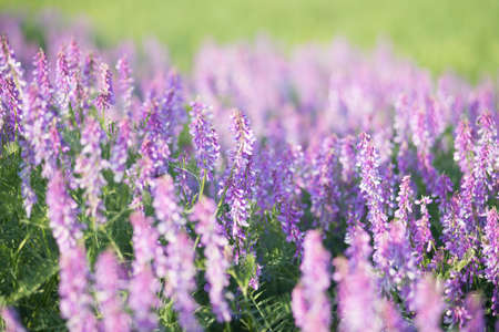 soft focus on field colors of violet. flower close up in a fieldの写真素材
