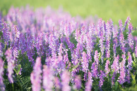 soft focus on field colors of violet. flower close up in a fieldの写真素材