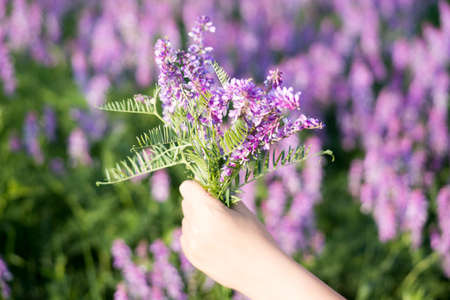 soft focus on field colors of violet. flower close up in a fieldの写真素材
