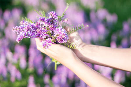 soft focus on field colors of violet. flower close up in a fieldの写真素材