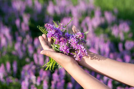soft focus on field colors of violet. flower close up in a fieldの写真素材