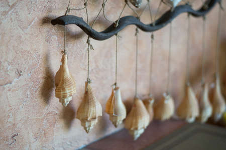 Caribbean Seashell decor, grid and seashells on the wallの写真素材