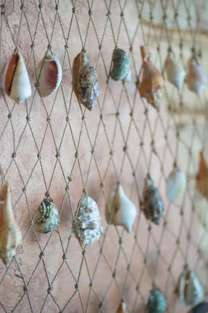 Caribbean Seashell decor, grid and seashells on the wallの写真素材