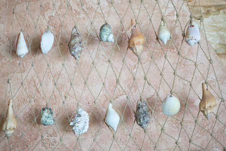 Caribbean Seashell decor, grid and seashells on the wallの写真素材