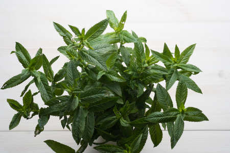 Green Mint Plant on white wood Background.の写真素材