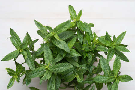 Green Mint Plant on white wood Background.の写真素材