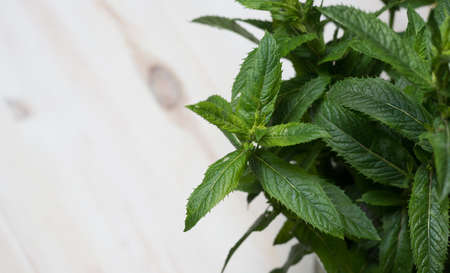 Green Mint Plant on white wood Background.の写真素材