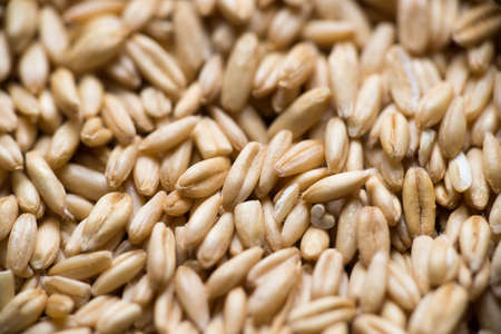 grain of oats of golden color, macro shotの写真素材