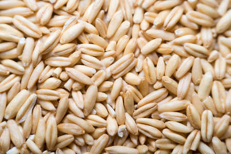 grain of oats of golden color, macro shotの写真素材