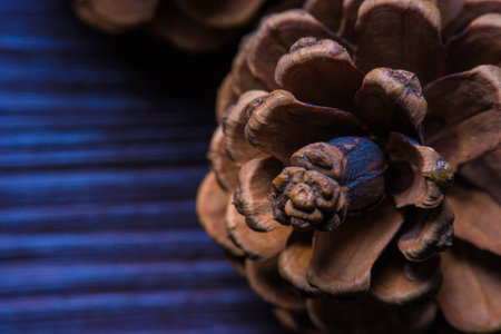 Winter background with pine cones macro photo