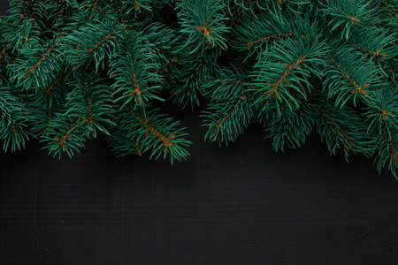 Christmas tree branches on dark wooden background with copy space. horizontalの写真素材