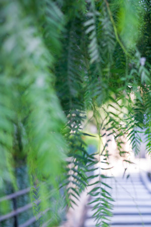 Green leaves of willow trees in movement with an unfocused pedestrian crossing. Benidorm, Spain.