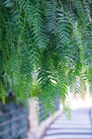 Green leaves of willow trees in the street with a pedestrian crossing. Benidorm, Spain. Closeup and selective focus.の写真素材
