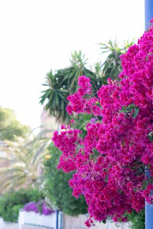 Bougainvillea in bloom in spring. Spanish flowerscape.の写真素材