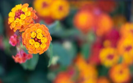 Verbena flower. Orange and yellow verbena flower close-up in a garden in Spain.の写真素材