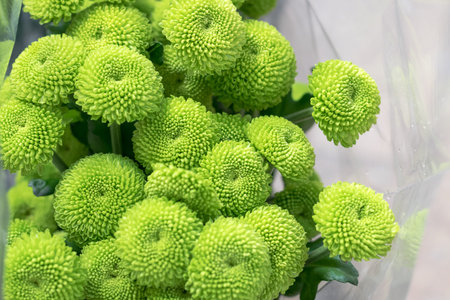 Green chrysanthemum bunch. Spring flowers background.