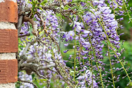 Violet Wisteria sinensis in bloom. Springtime background.の写真素材