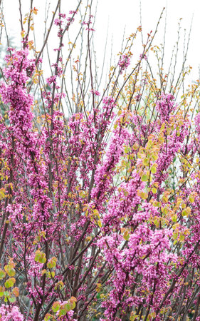 Blossomed tree in springtime.  Cercis siliquastrum. Judas tree.