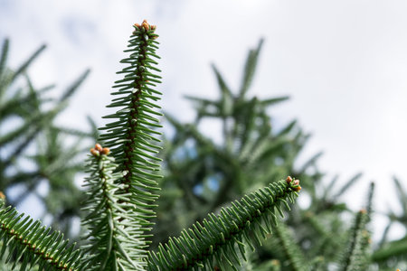 Fir tree useful as a background. Christmas tree.