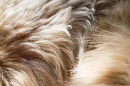 Animal hair.
