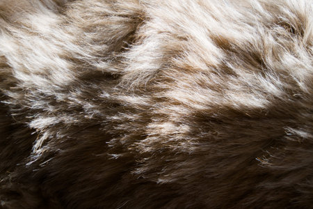 Animal hair.