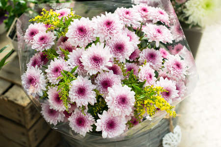 Chrysanthemum background. Wallpaper background. Close-up.の写真素材