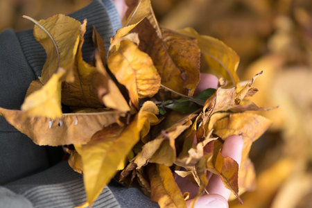 Autumn leaves in girl hands in the forest. Fall background. Close up.