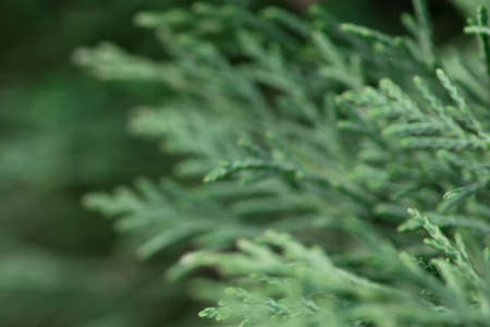 Juniper bush. Green leaves texture. Close up. Blured background.の写真素材