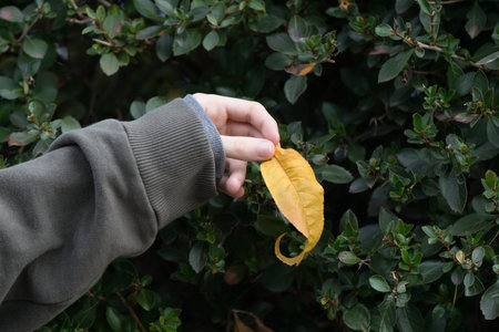 Young girl hand holding a yellow autumnal leaf in front of a green bush