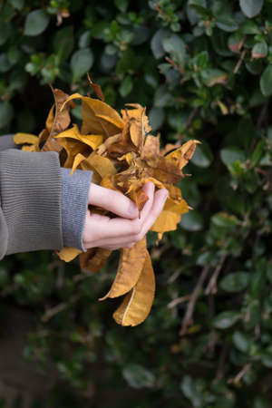 Autumn leaves in girl hands in the forest. Fall background. Close up.の写真素材
