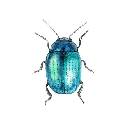watercolor hand drawn illustration Chrysolina coerulans Chrysomelinae.の写真素材