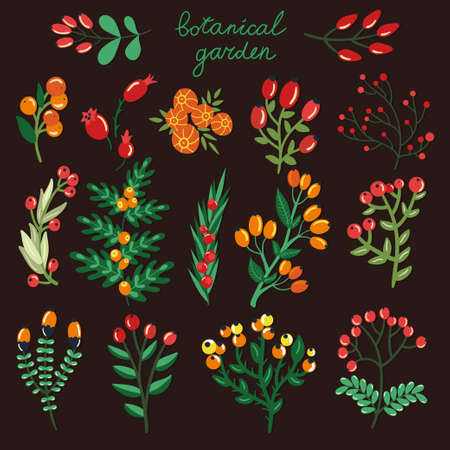 Vector set of hand drawing branches with berries. Beautiful floral elements for your design. Botanical garden collection.のイラスト素材