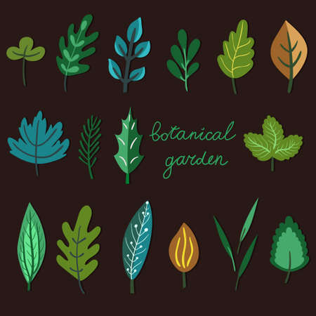 Vector set of hand drawing different leaves. Beautiful floral elements for your design. Botanical garden collection.のイラスト素材