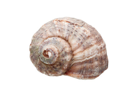 Rapana a sea cockleshell, a malyuska sea food on a white background.