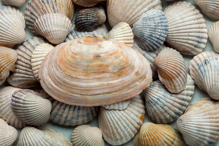 The big light cockleshell lies from above on a heap of small sea cockleshells.