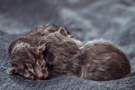 Little newborn kittens of gray color of breed a chinchilla, two little blind kittens lie on a gray blanket.の写真素材
