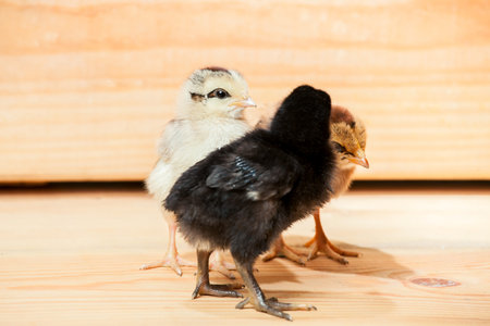 Three little multi-colored chickens of a rooster on a wooden background.