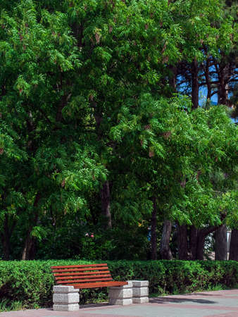Bench wooden in city park against a green lawn and trees, nobody.の写真素材
