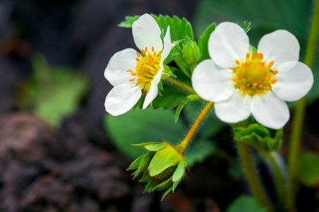 blossoming of strawberry on a kitchen garden close up.